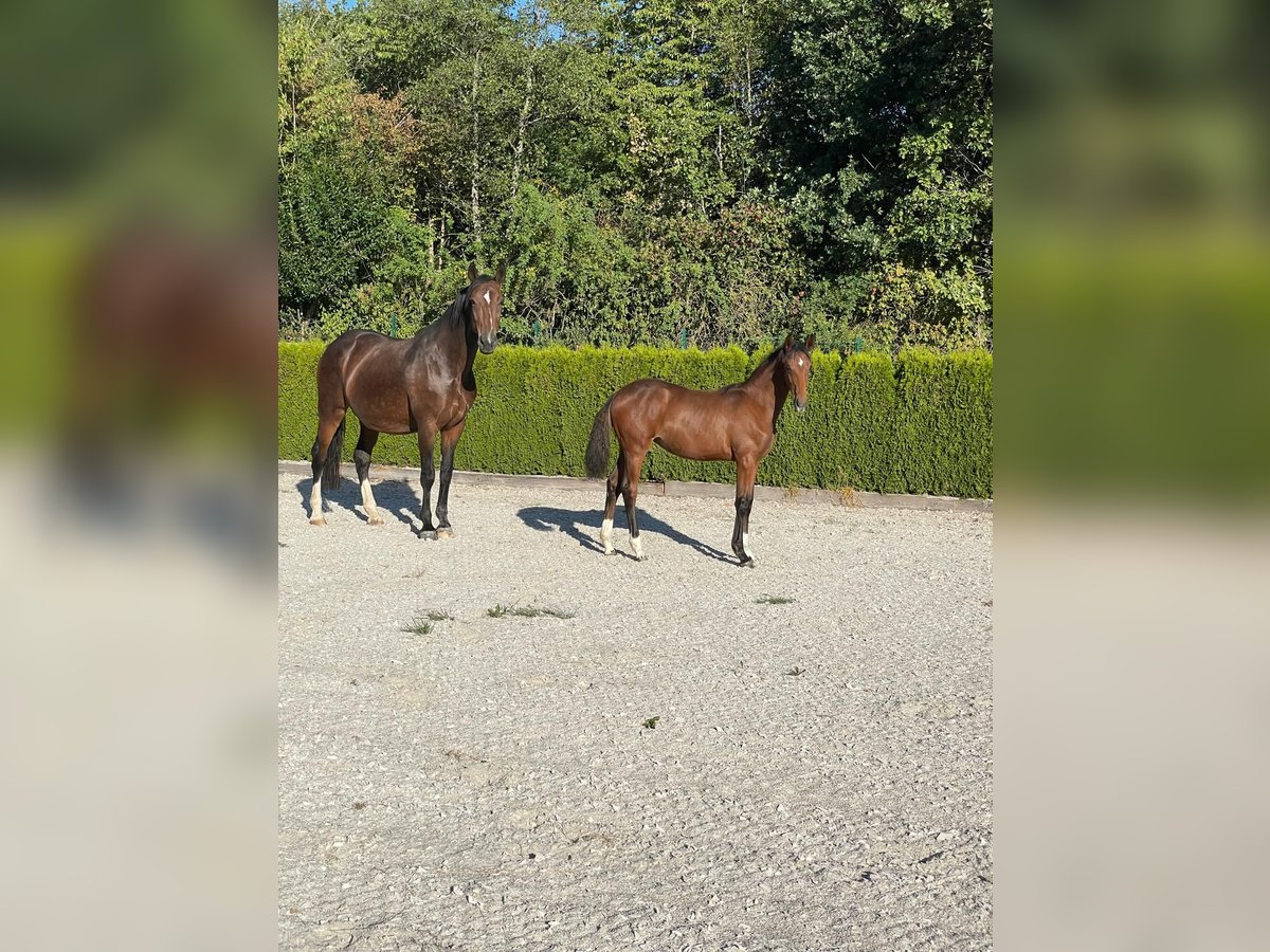 Deutsches Reitpferd, Stute in Heimbach