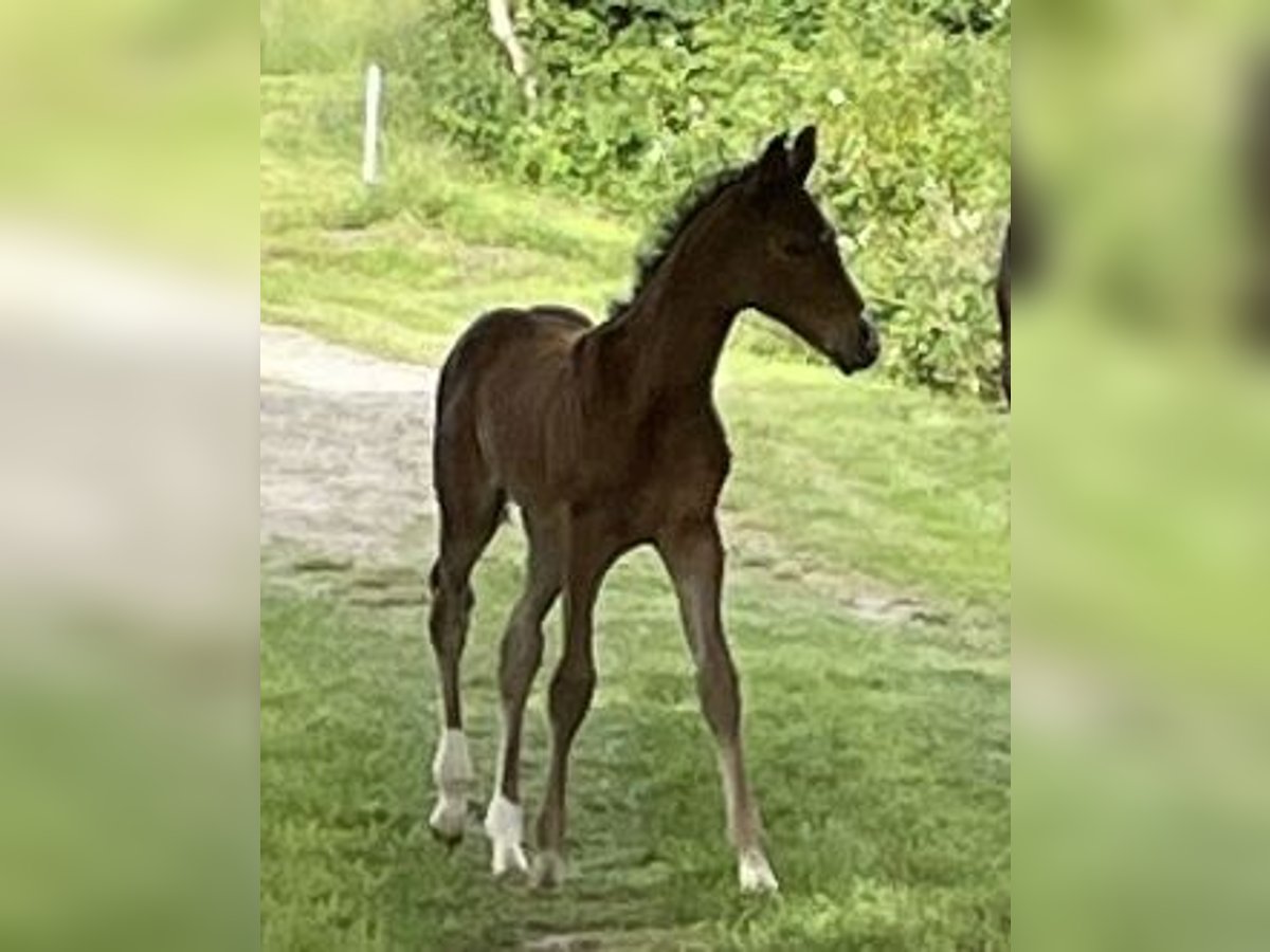 Deutsches Reitpferd Stute Fohlen (01/2024) Brauner in Niederneisen