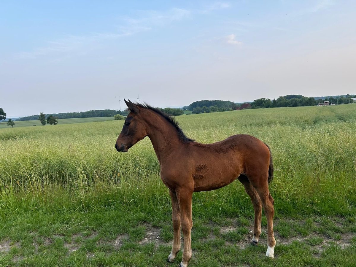 Deutsches Reitpferd Stute  Dunkelbrauner in Beckum