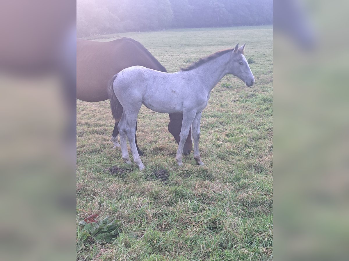Deutsches Reitpferd Stute Fohlen (06/2025) Schimmel in Jahrsdorf Deutsches Reitpferd Stute Fohlen (06/2025) Schimmel in Jahrsdorf