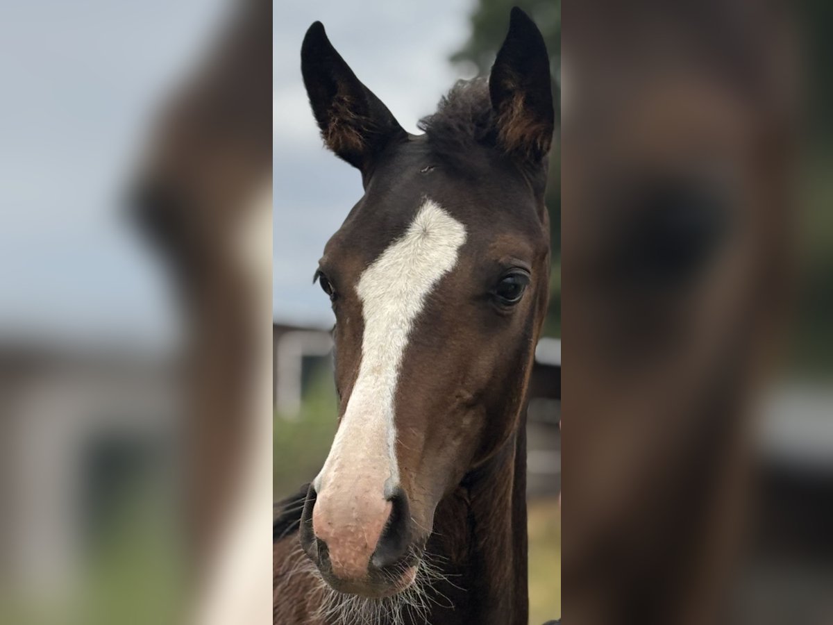 Deutsches Reitpferd Stute Fohlen (04/2025) Schwarzbrauner in Wriezen
