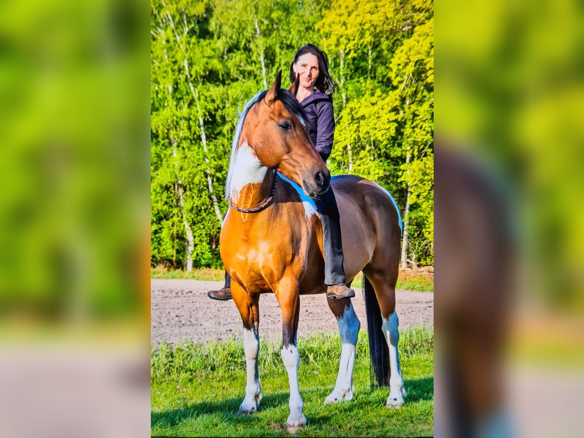 Deutsches Reitpferd Wallach 10 Jahre 160 cm in Oyten