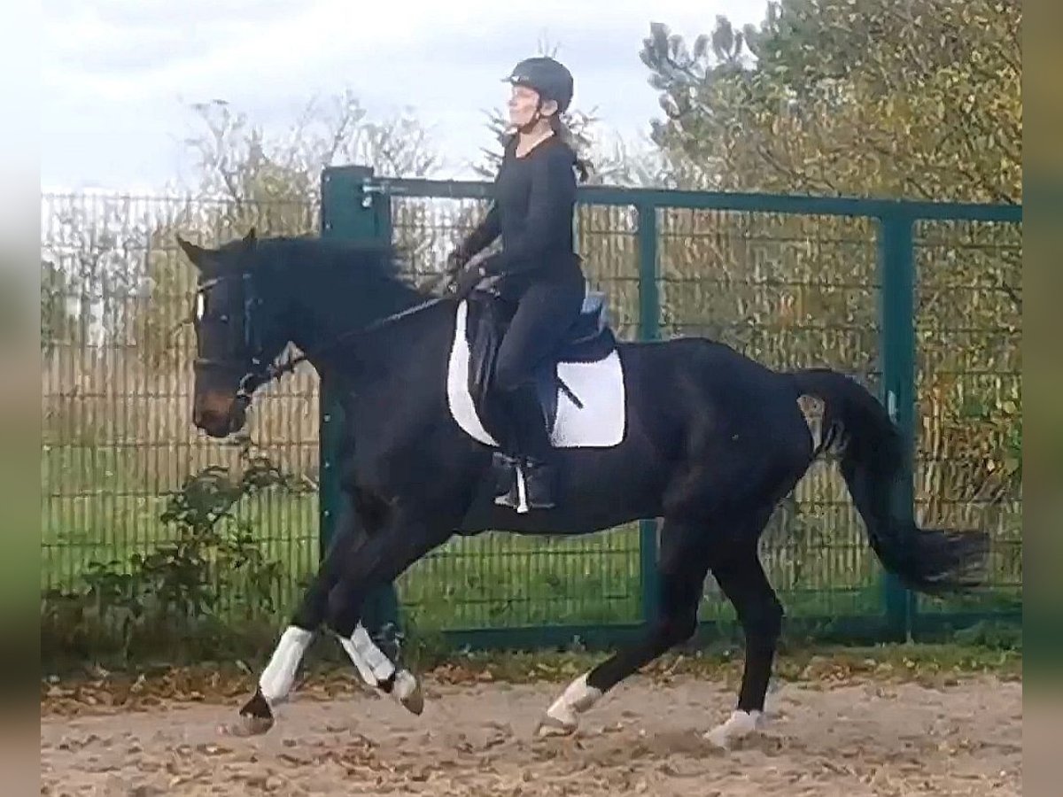 Deutsches Reitpferd Wallach 10 Jahre 165 cm Schwarzbrauner in Z&#xF6;rbig