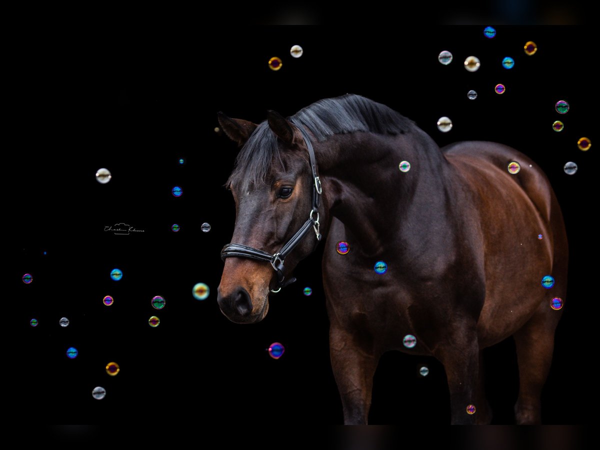 Deutsches Reitpferd Wallach 10 Jahre 167 cm Brauner in Mainz
