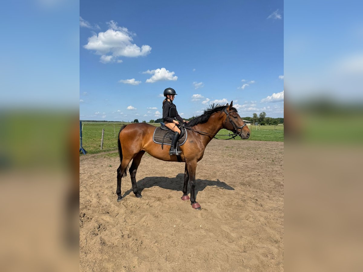 Deutsches Reitpferd Wallach 10 Jahre 168 cm Brauner in Uchtdorf