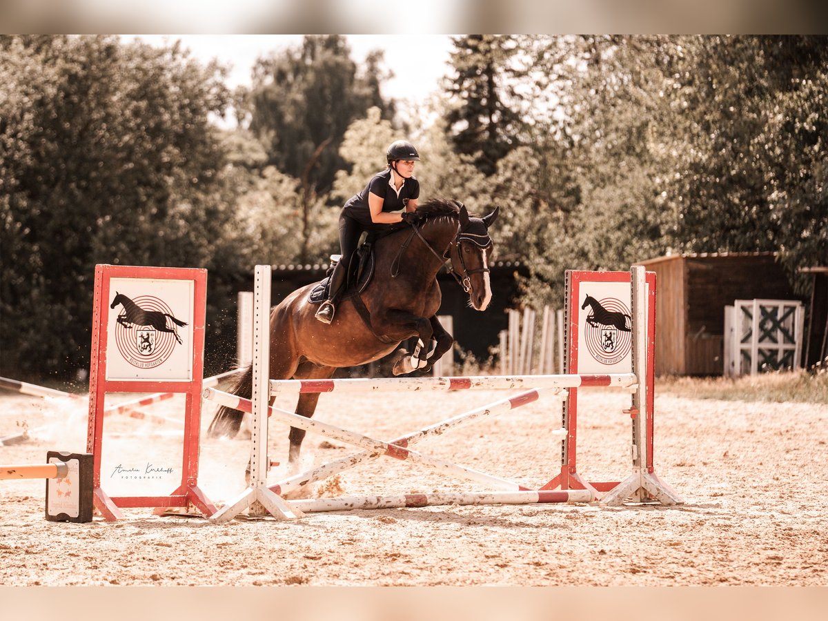 Deutsches Reitpferd Wallach 10 Jahre 170 cm in Ratingen