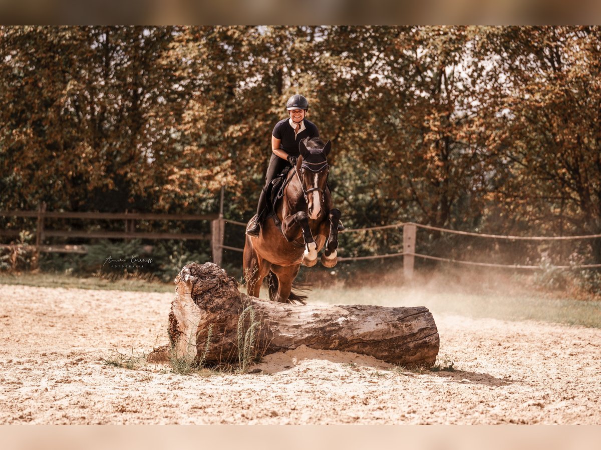 Deutsches Reitpferd Wallach 10 Jahre 172 cm Dunkelbrauner in Ratingen