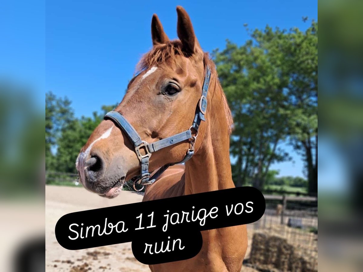 Deutsches Reitpferd Wallach 11 Jahre 165 cm Fuchs in Drachten-Azeven
