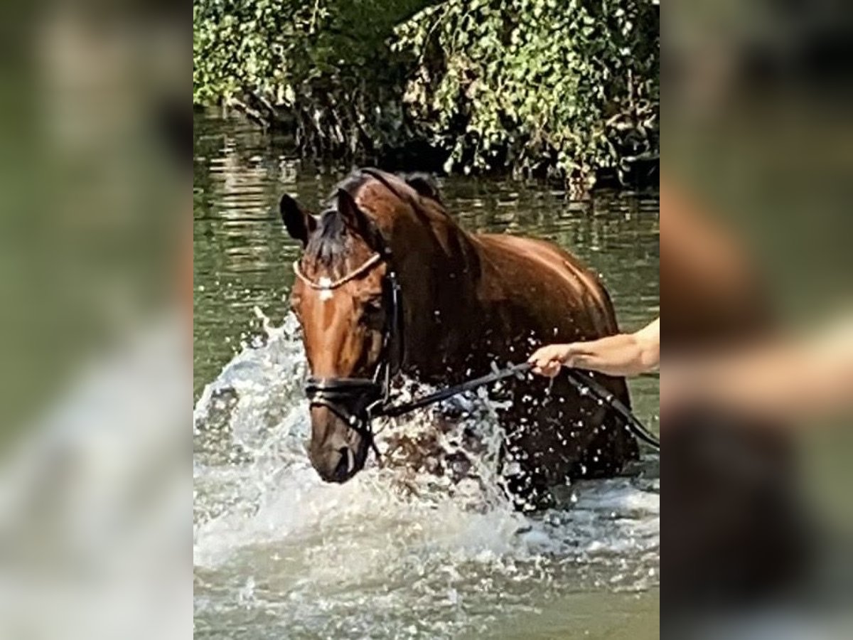 Deutsches Reitpferd Wallach 11 Jahre 173 cm Brauner in Rheurdt