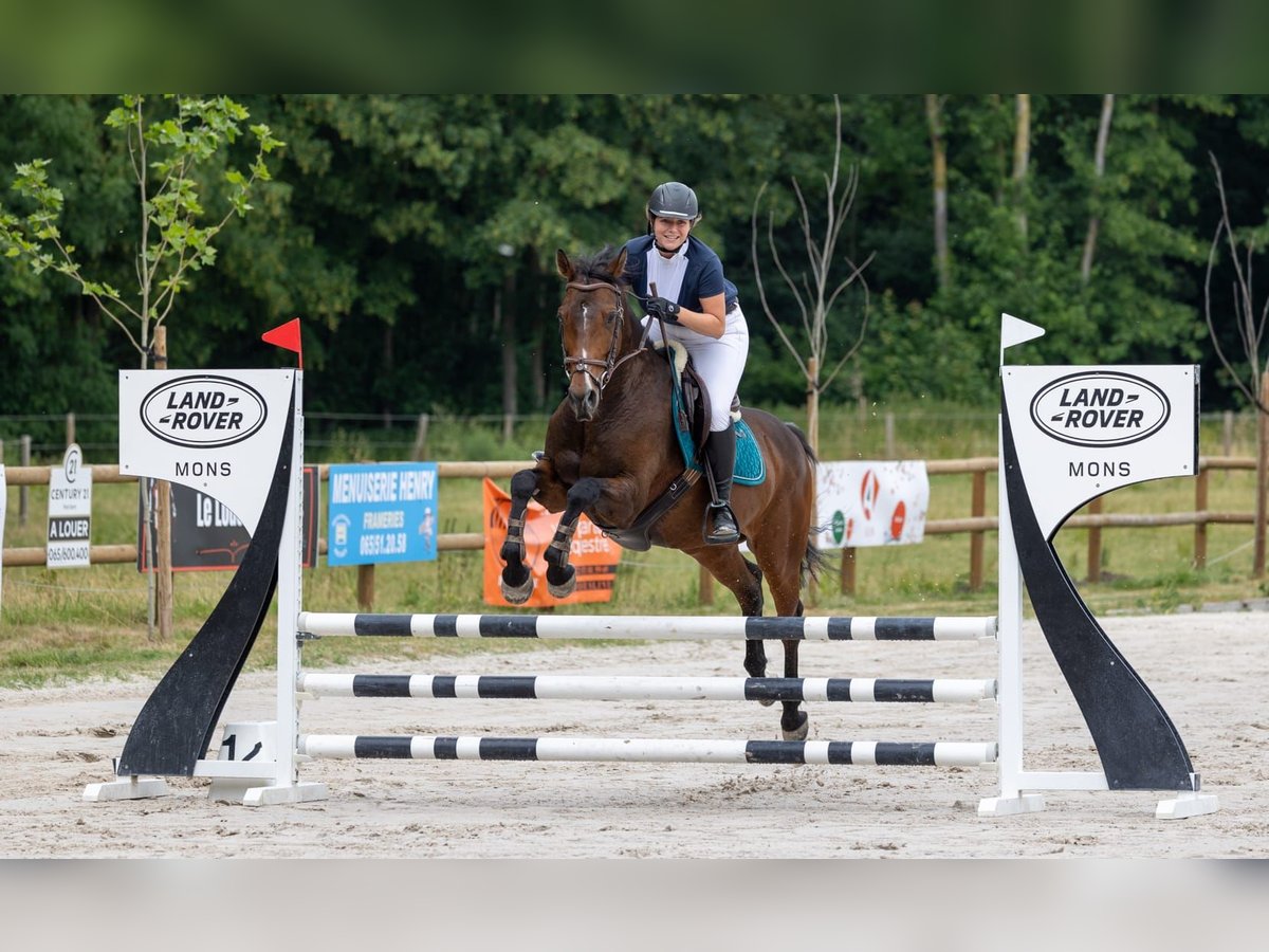 Deutsches Reitpferd Wallach 12 Jahre 160 cm Brauner in Baudour