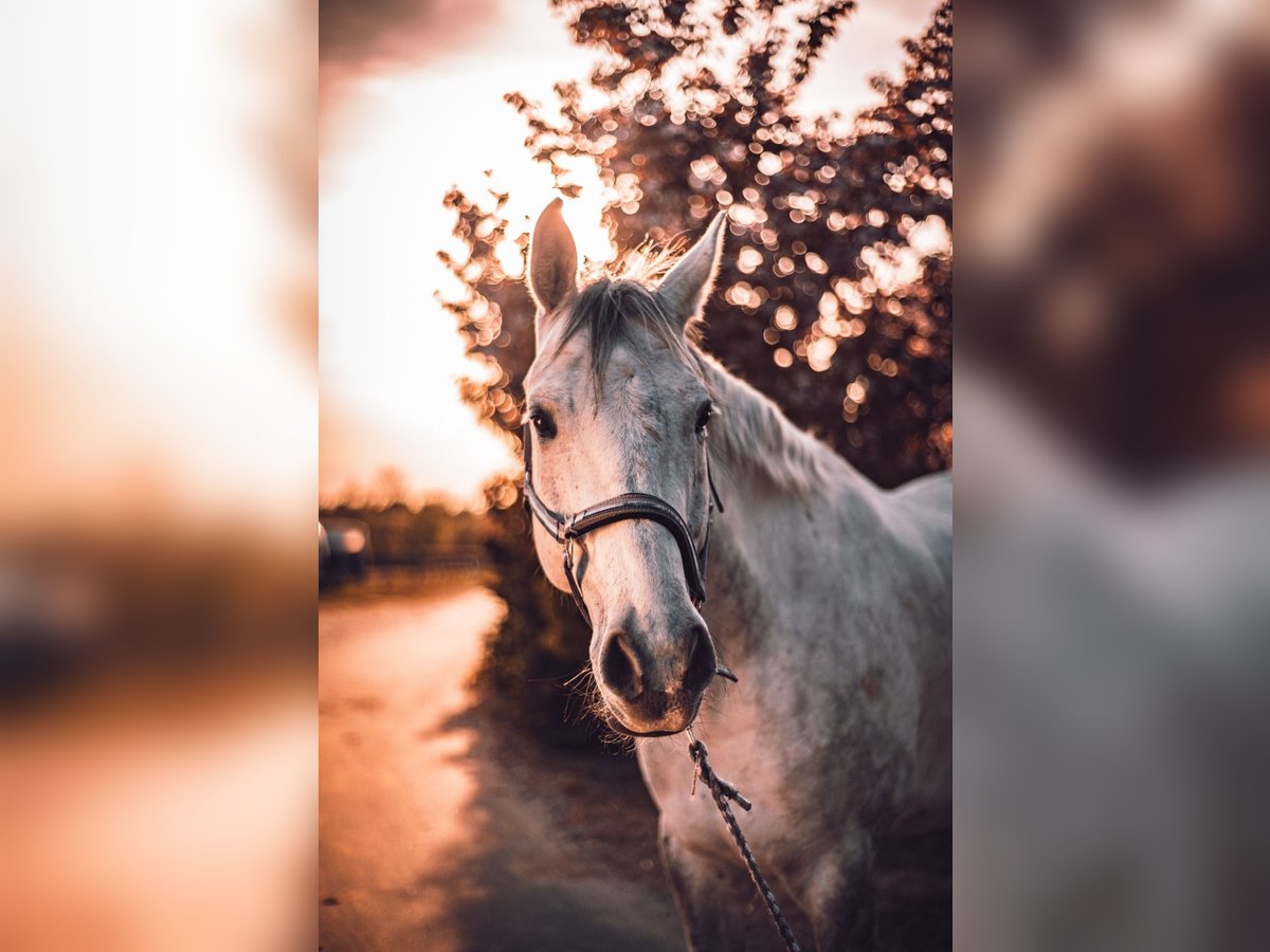 Deutsches Reitpferd Wallach 12 Jahre 168 cm Schimmel in Wobbenb&#xFC;ll