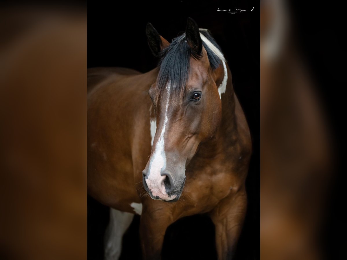 Deutsches Reitpferd Wallach 12 Jahre 172 cm Schecke in Osterrade