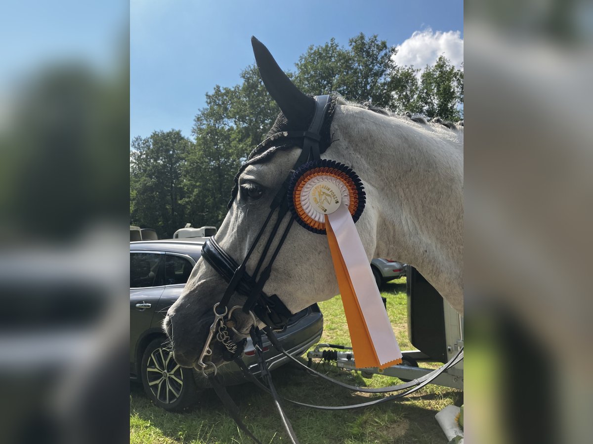 Deutsches Reitpferd Wallach 12 Jahre 173 cm Schimmel in Willich