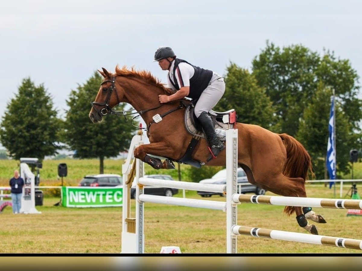 Deutsches Reitpferd Wallach 13 Jahre 165 cm Fuchs in Hagenow