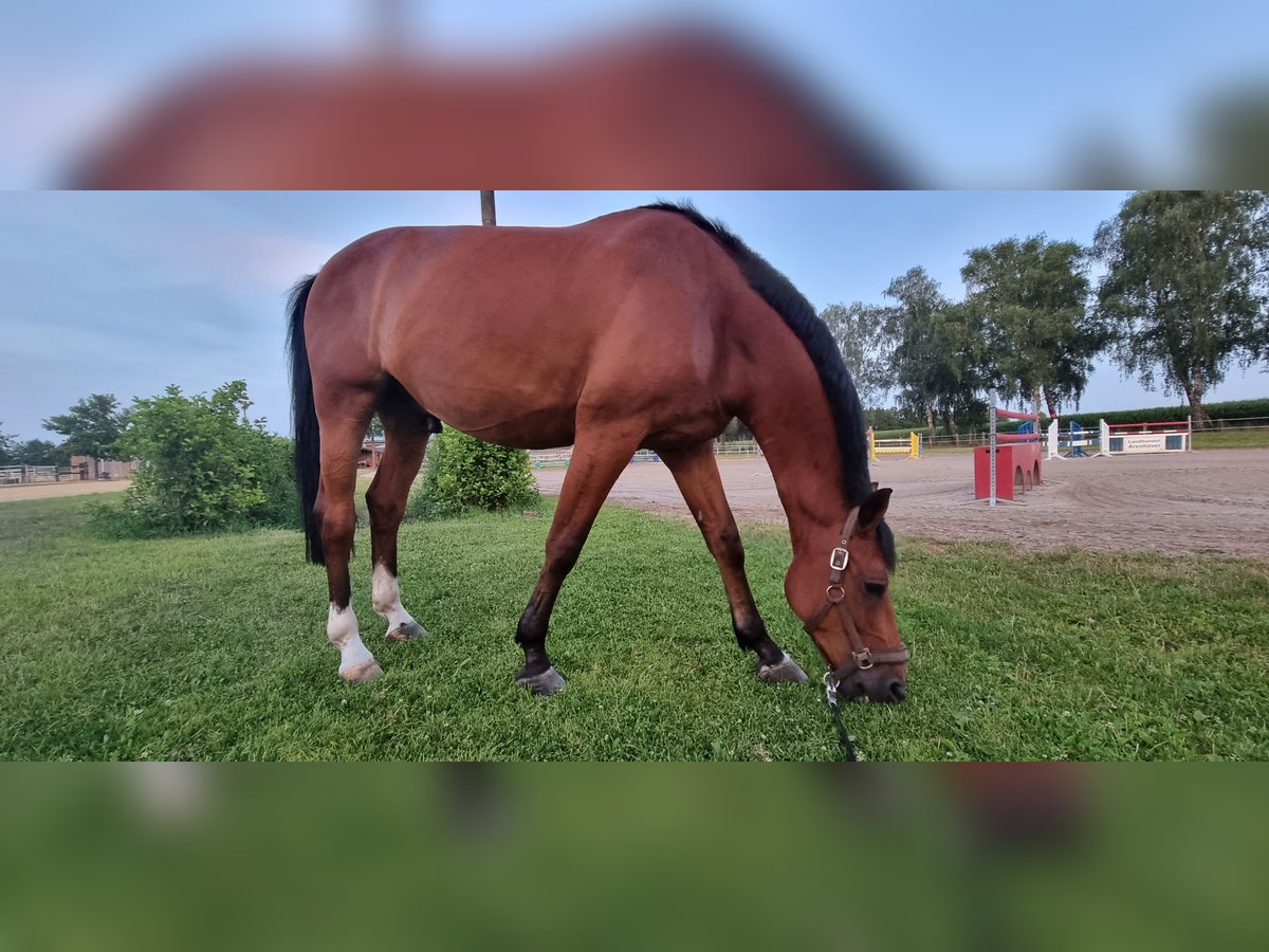 Deutsches Reitpferd Wallach 13 Jahre 169 cm Brauner in Rhede
