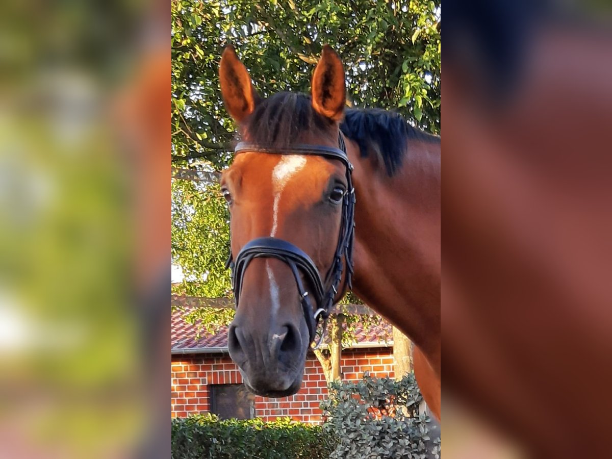 Deutsches Reitpferd Wallach 13 Jahre 169 cm Brauner in Rhede