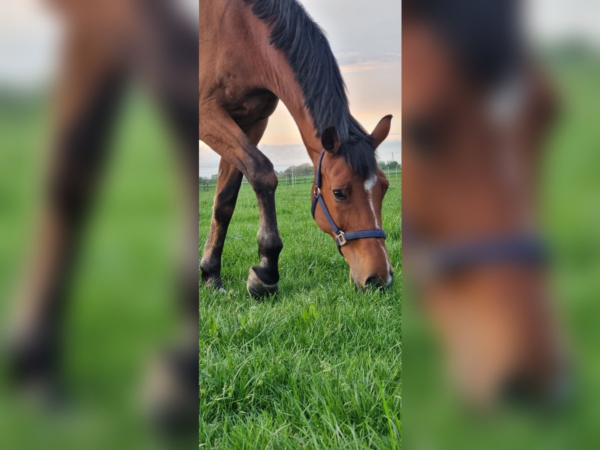 Deutsches Reitpferd Wallach 13 Jahre 169 cm Brauner in Rhede