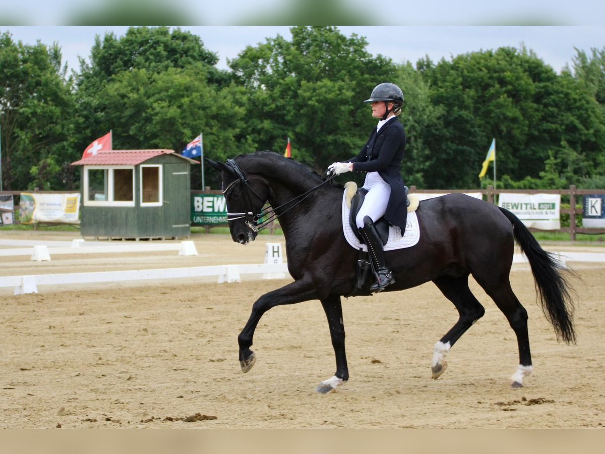 Deutsches Reitpferd Wallach 13 Jahre Rappe in Bad Zwischenahn
