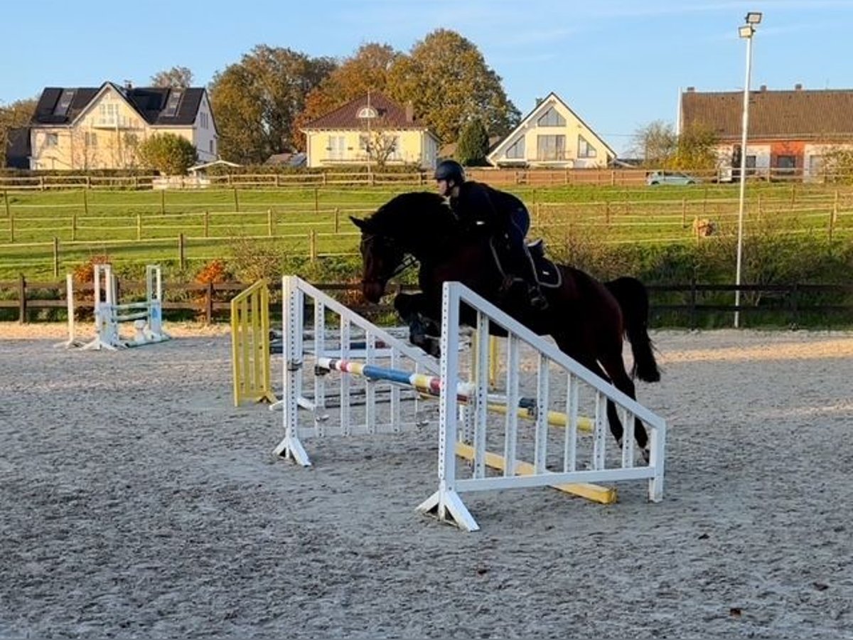 Deutsches Reitpferd Wallach 14 Jahre 166 cm in D&#xFC;sseldorf