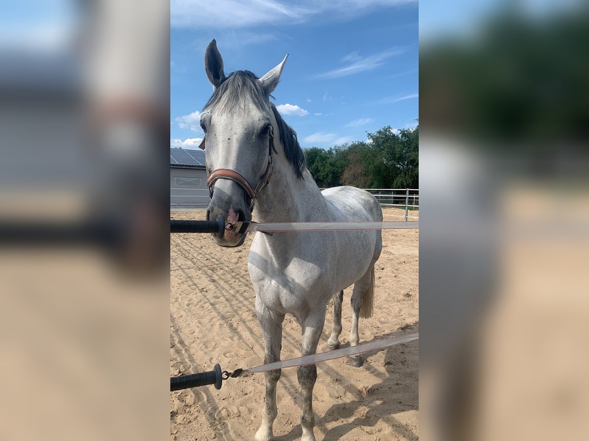 Deutsches Reitpferd Wallach 14 Jahre 171 cm Schimmel in Wermsdorf