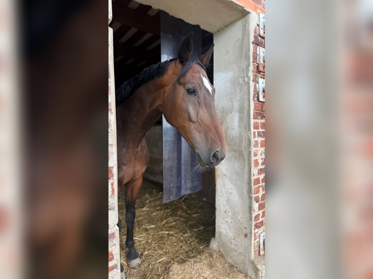 Deutsches Reitpferd Wallach 14 Jahre in H&#xF6;xter - F&#xFC;rstenau