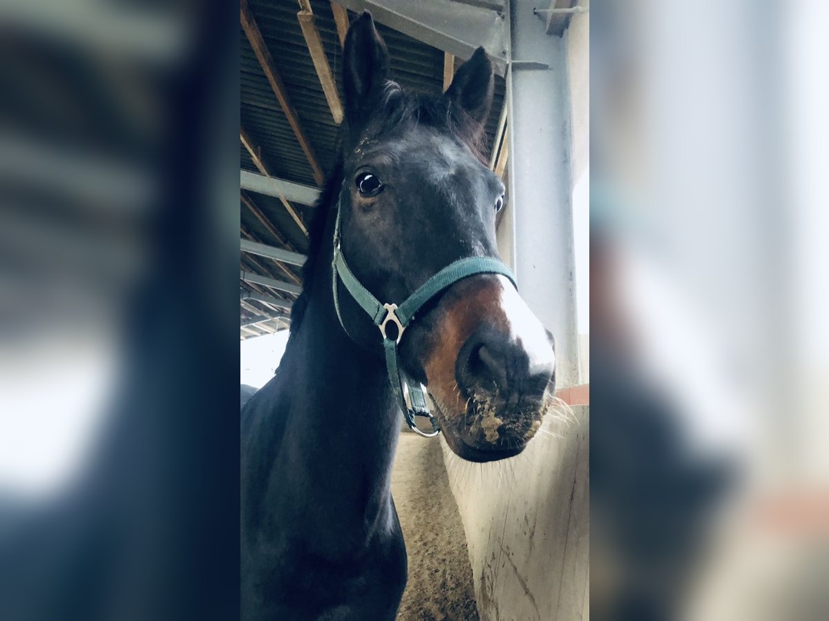 Deutsches Reitpferd Wallach 15 Jahre 160 cm Brauner in Kleve