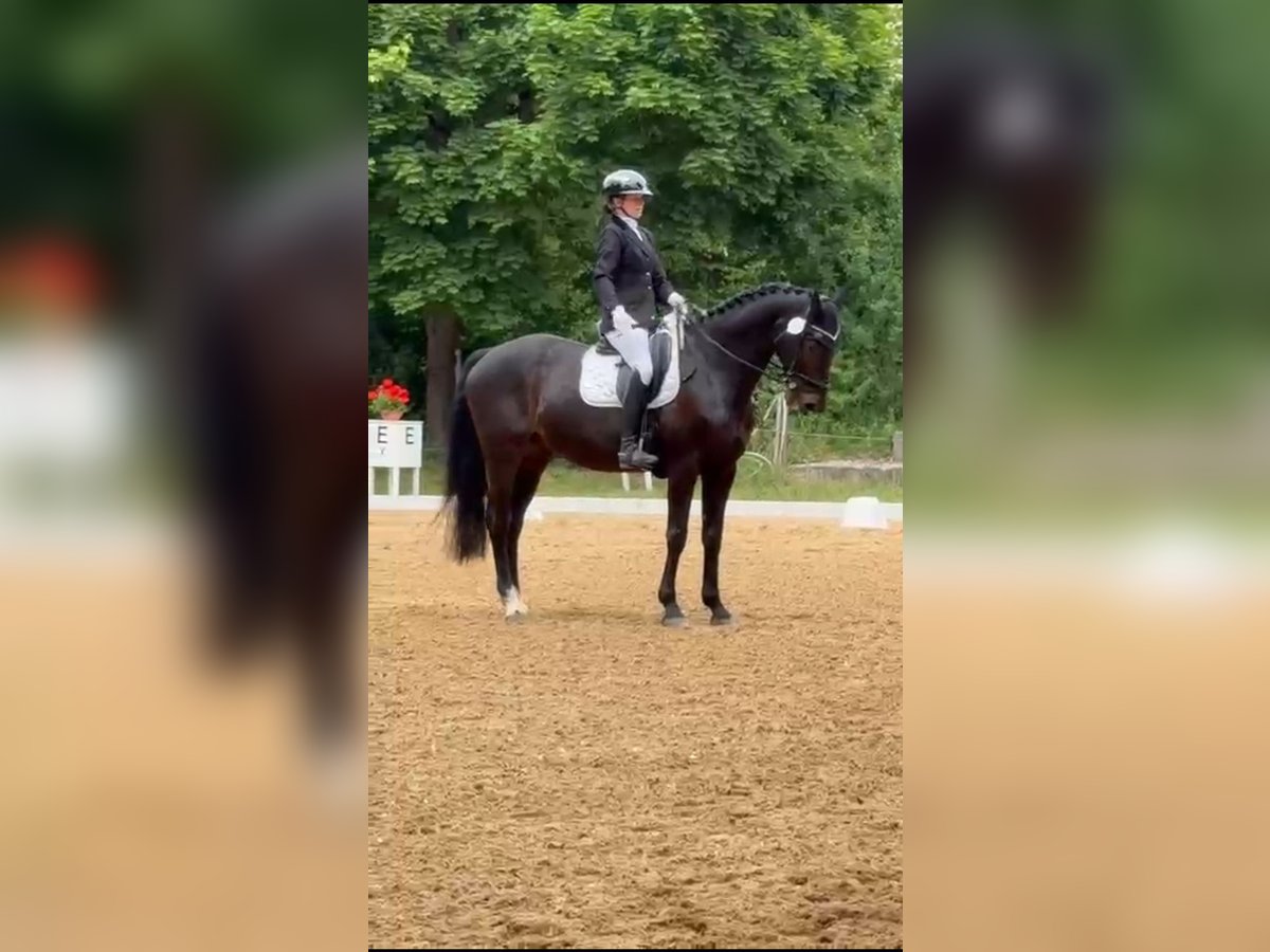 Deutsches Reitpferd Wallach 15 Jahre 162 cm Dunkelbrauner in M&#xFC;nchberg