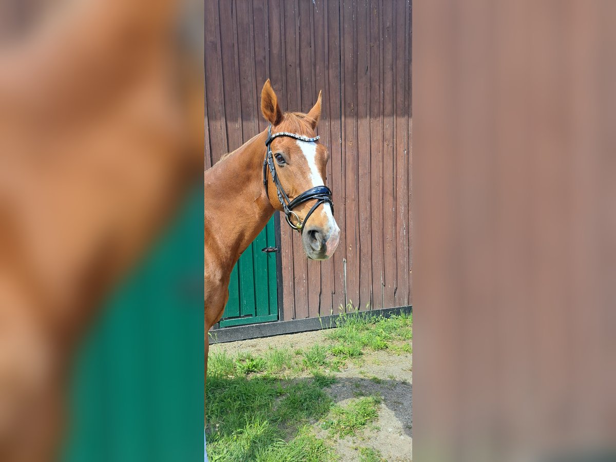 Deutsches Reitpferd Wallach 15 Jahre 172 cm Fuchs in Tangeln