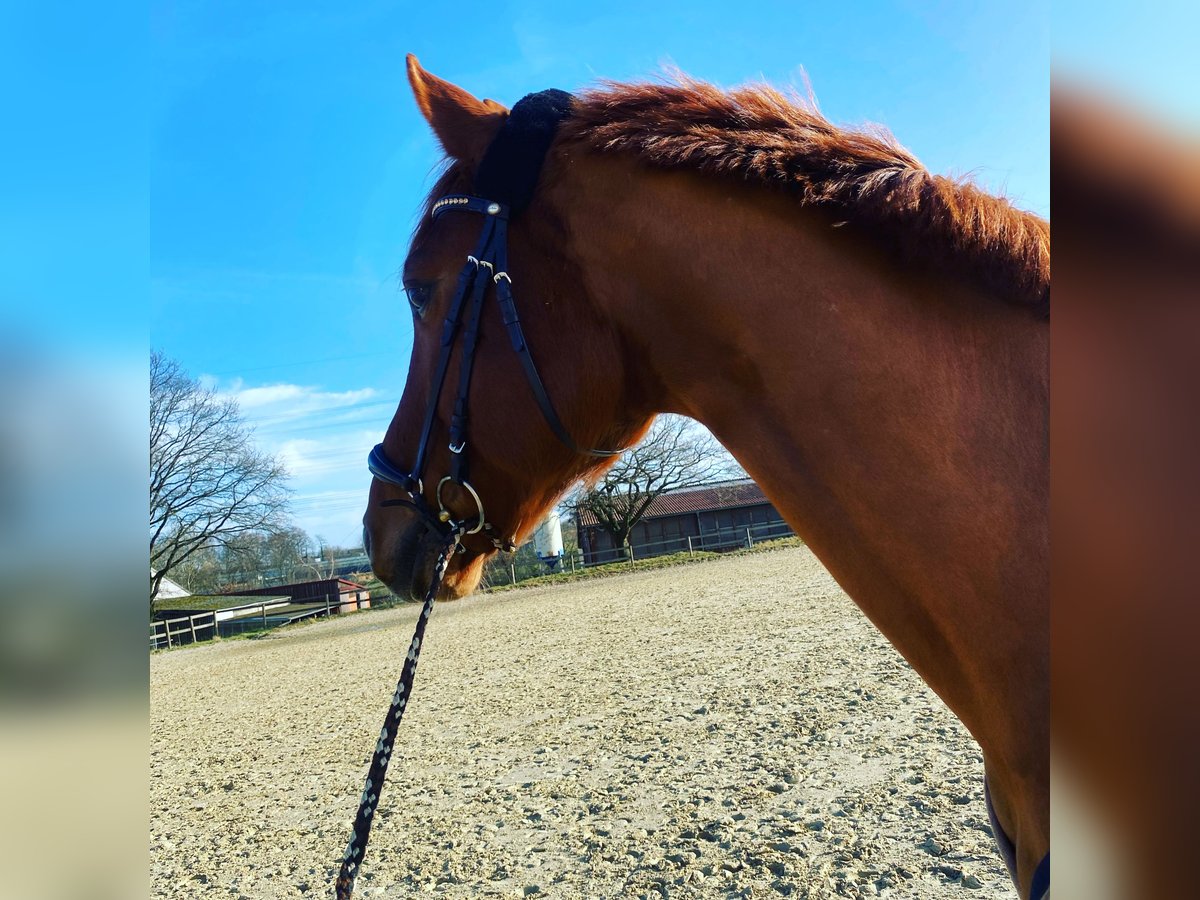 Deutsches Reitpferd Wallach 15 Jahre 172 cm Fuchs in Bochum