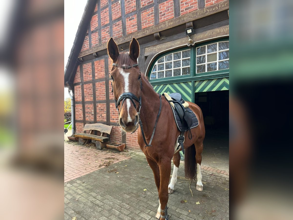 Deutsches Reitpferd Wallach 15 Jahre 180 cm Fuchs in Osnabr&#xFC;ck