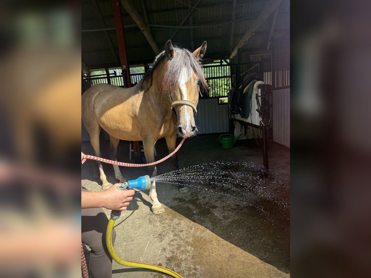 Deutsches Reitpferd Wallach 16 Jahre 142 cm Falbe in Bremerv&#xF6;rde