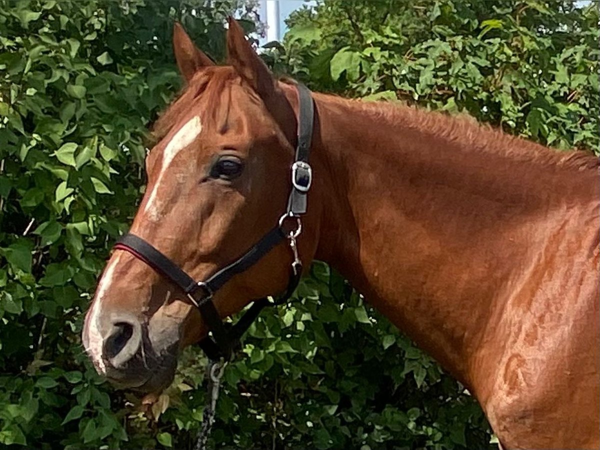 Deutsches Reitpferd Mix Wallach 16 Jahre 160 cm Fuchs in Haltern am See