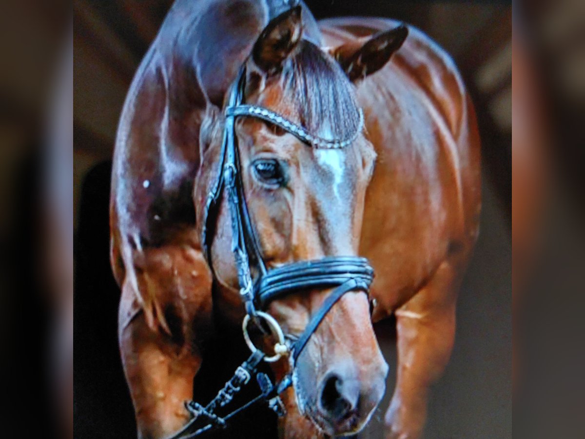 Deutsches Reitpferd Wallach 16 Jahre 166 cm Brauner in Ahrensb&#xF6;k