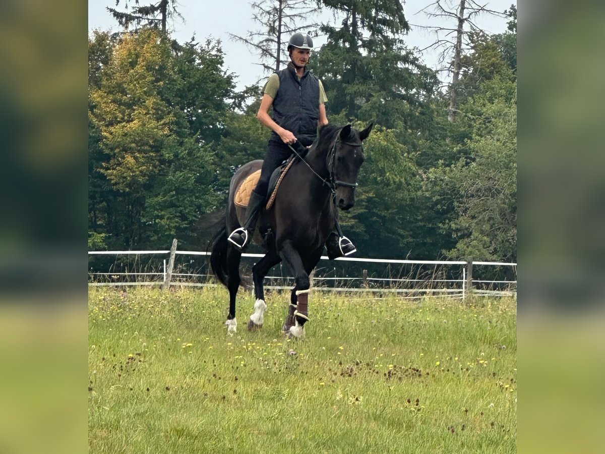 Deutsches Reitpferd Wallach 16 Jahre 168 cm Dunkelbrauner in Blankenheim