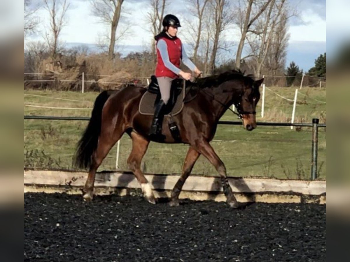 Deutsches Reitpferd Wallach 16 Jahre 171 cm Brauner in Taucha