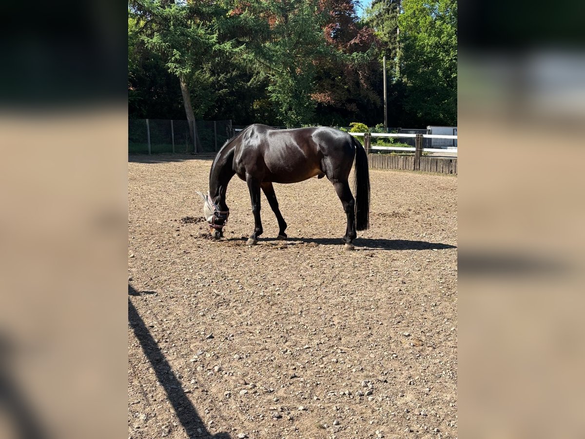 Deutsches Reitpferd, Wallach in Grevenbroich