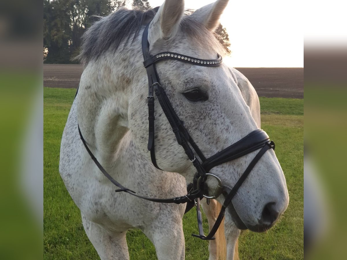 Deutsches Reitpferd Wallach 16 Jahre 180 cm Schimmel in Bad Wurzach