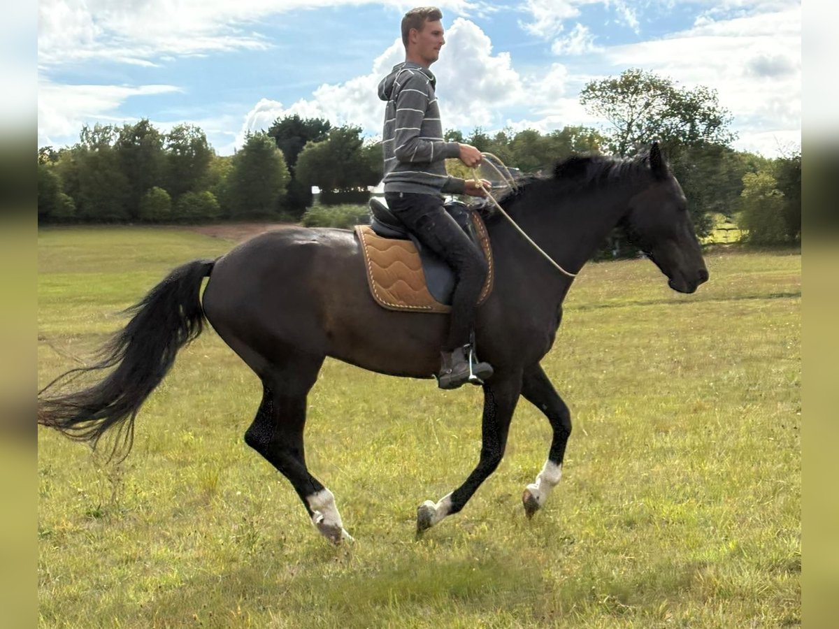Deutsches Reitpferd Wallach 17 Jahre 168 cm Dunkelbrauner in Blankenheim