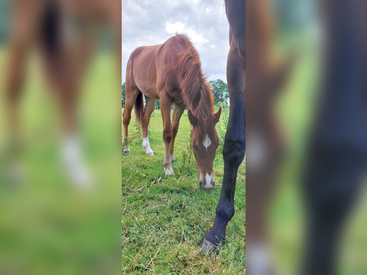 Deutsches Reitpferd Mix Wallach 1 Jahr 155 cm Fuchs in Waabs