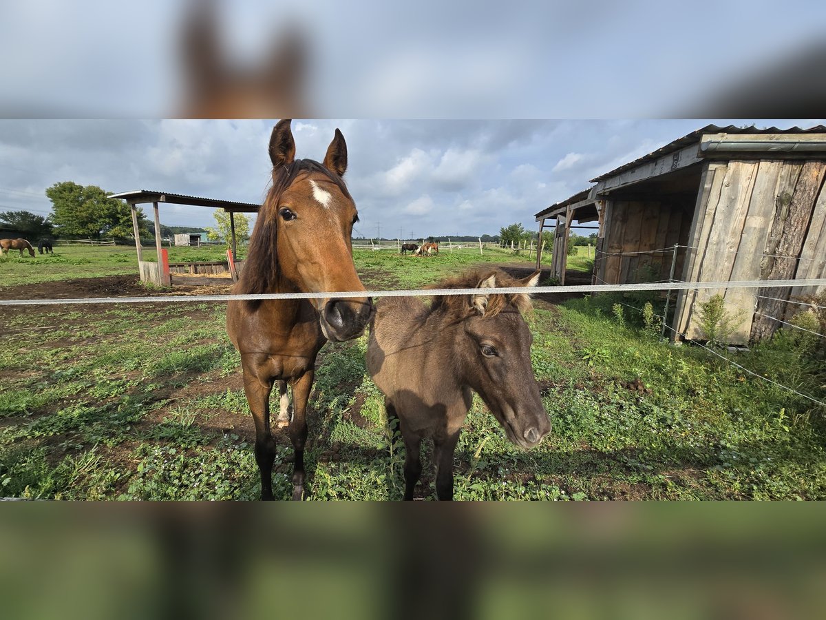 Deutsches Reitpferd Wallach 1 Jahr 172 cm in H&#xF6;now