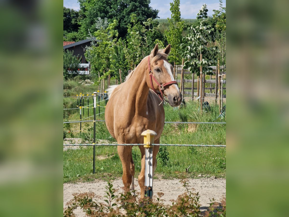 Deutsches Reitpferd Wallach 23 Jahre 172 cm Palomino in Sch&#xF6;nberg