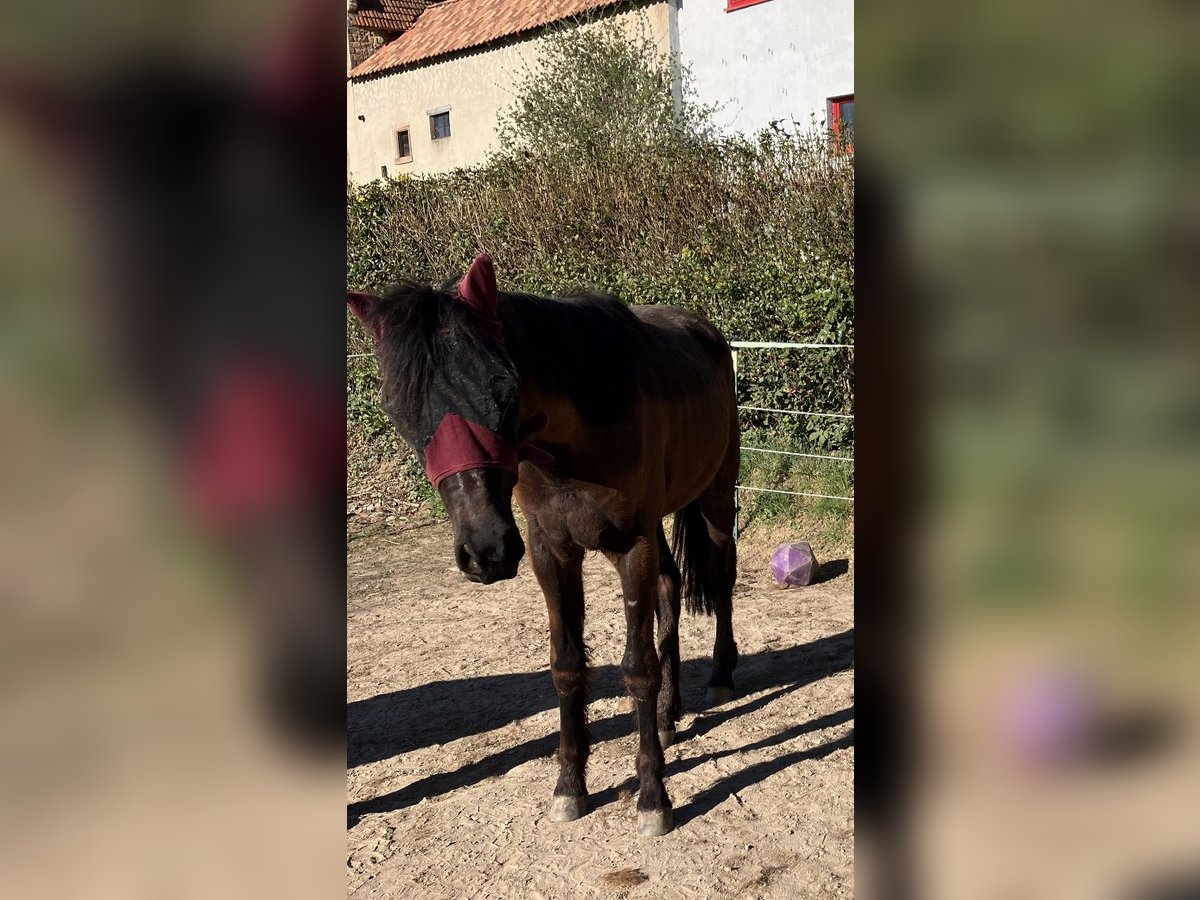 Deutsches Reitpferd Mix Wallach 2 Jahre 150 cm Dunkelbrauner in Gerbach