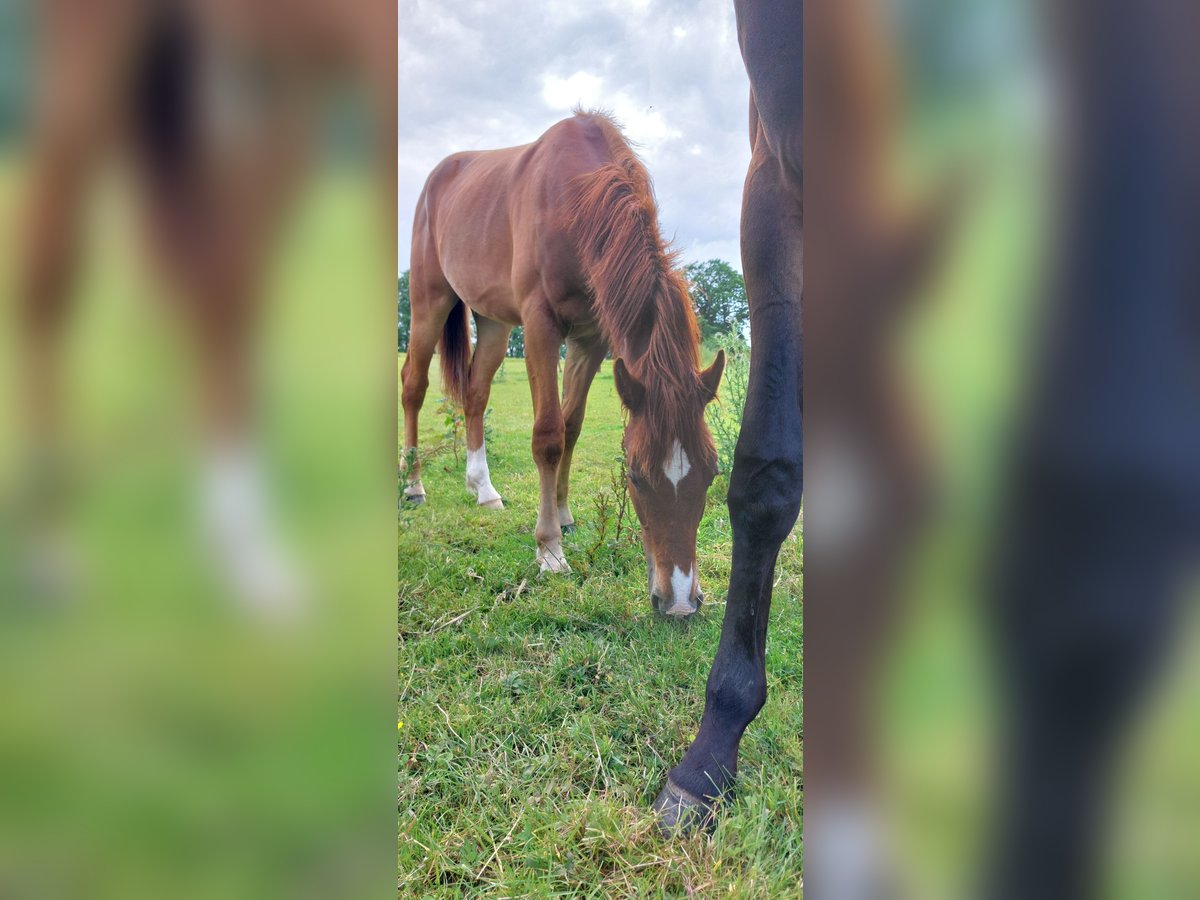 Deutsches Reitpferd Mix Wallach 2 Jahre 160 cm Fuchs in Gro&#xDF; Buchwald