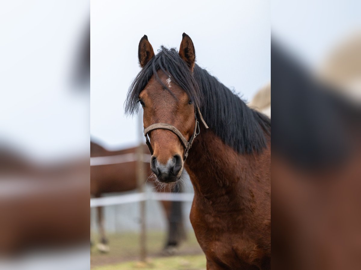 Deutsches Reitpferd Mix Wallach 3 Jahre 150 cm Brauner in Kuden