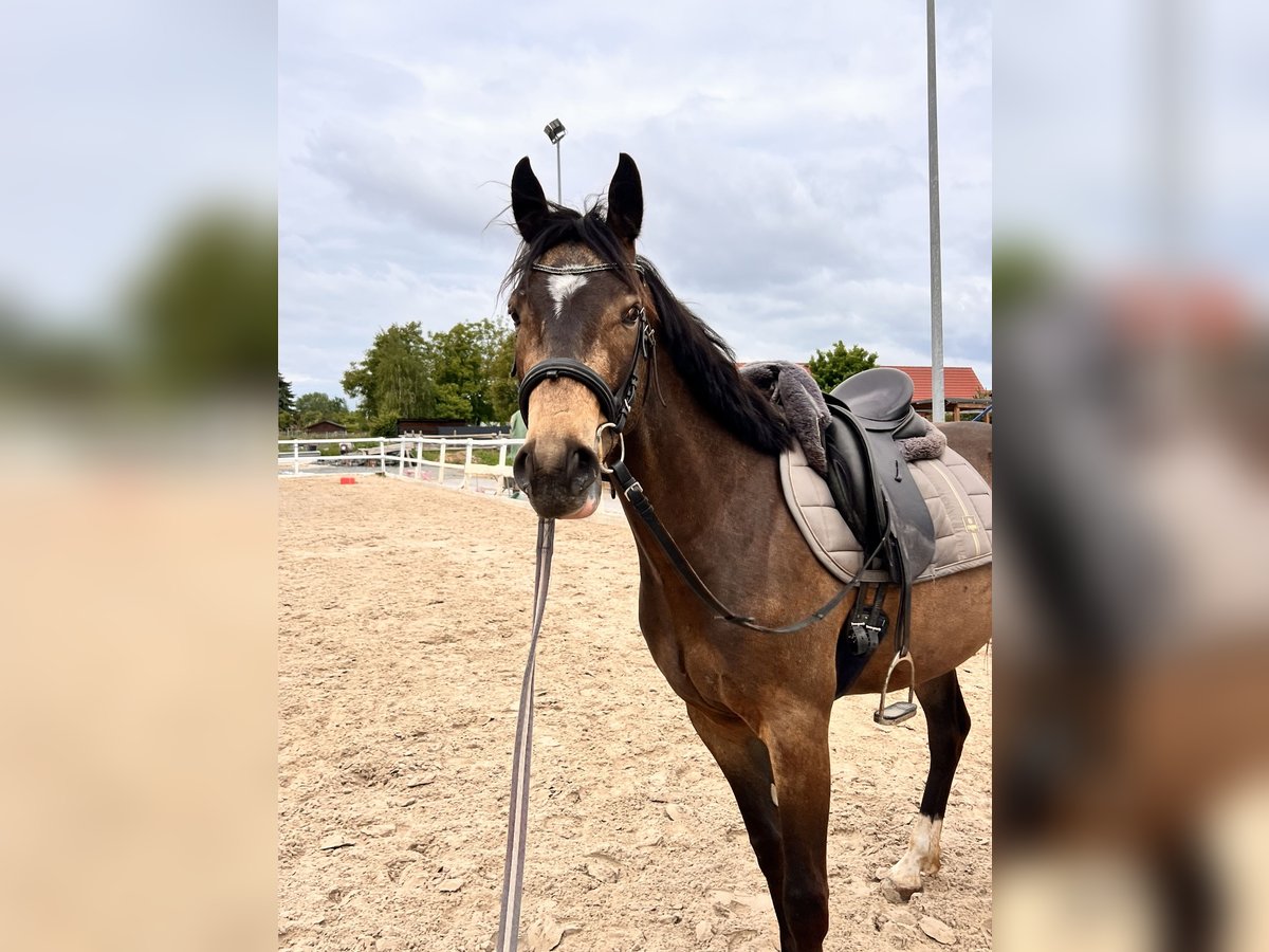 Deutsches Reitpferd Wallach 3 Jahre 150 cm Buckskin in Kabelsketal