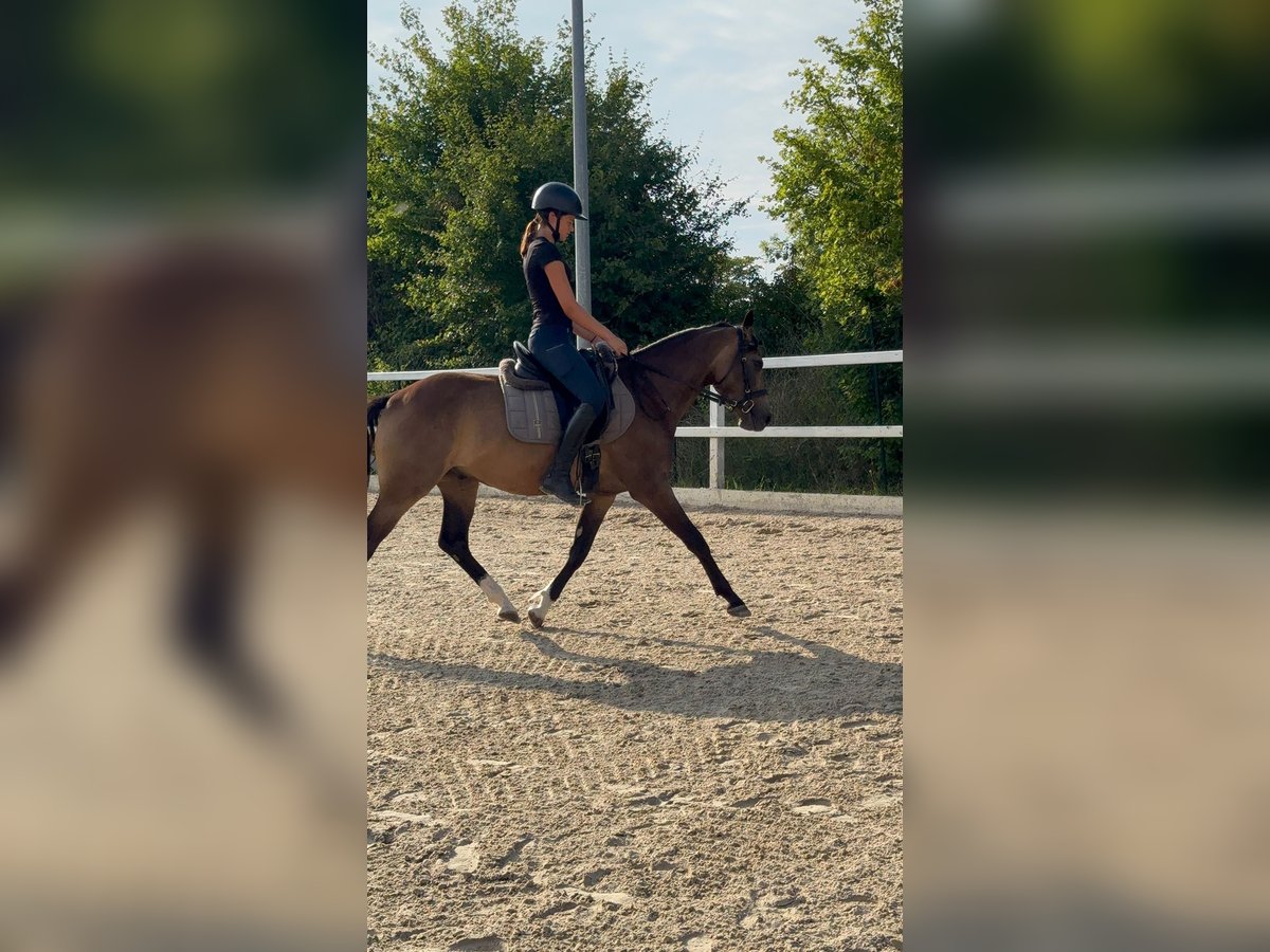 Deutsches Reitpferd Wallach 3 Jahre 153 cm Buckskin in Kabelsketal