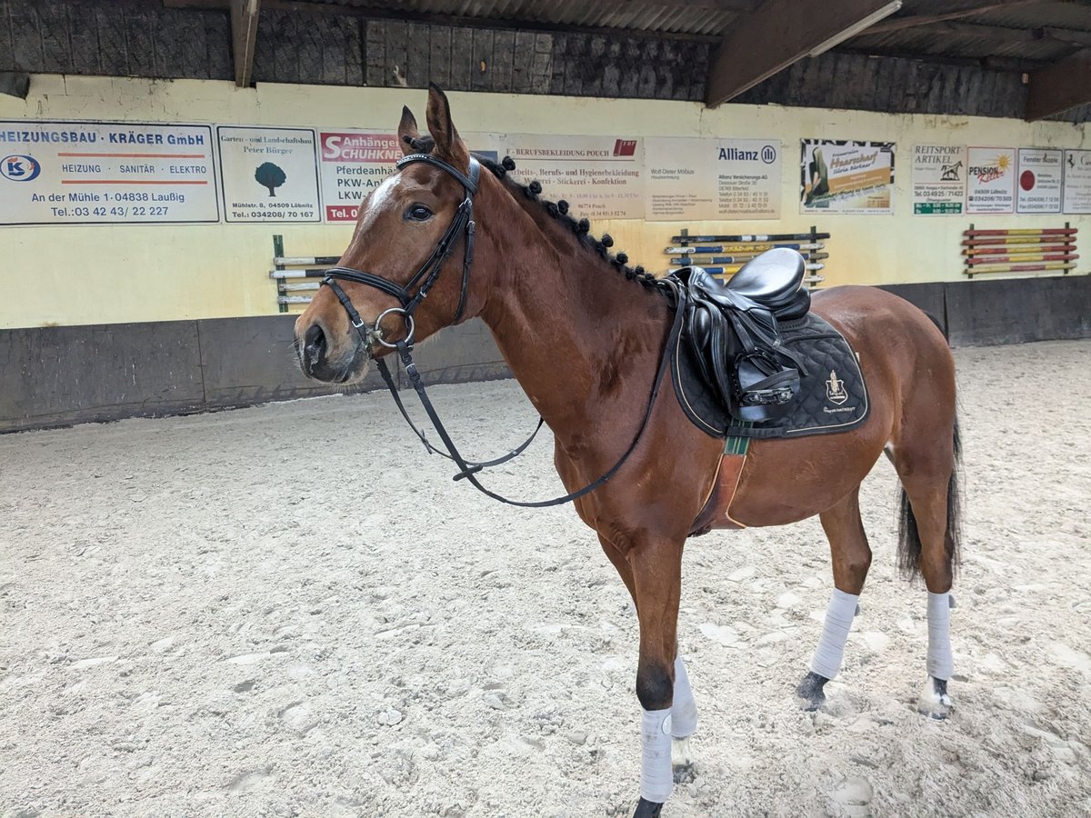Deutsches Reitpferd Wallach 3 Jahre 160 cm Brauner in L&#xF6;bnitz