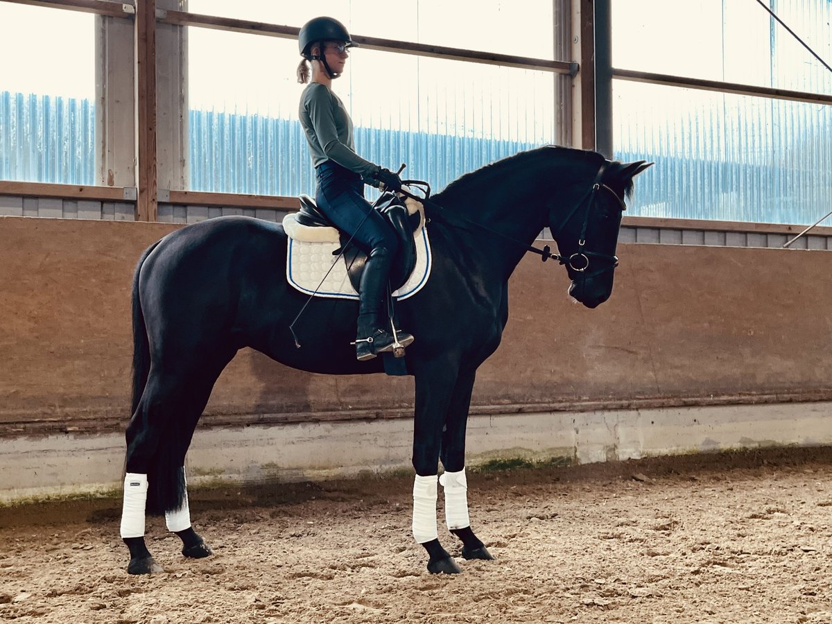 Deutsches Reitpferd Wallach 3 Jahre 165 cm Rappe in Besigheim