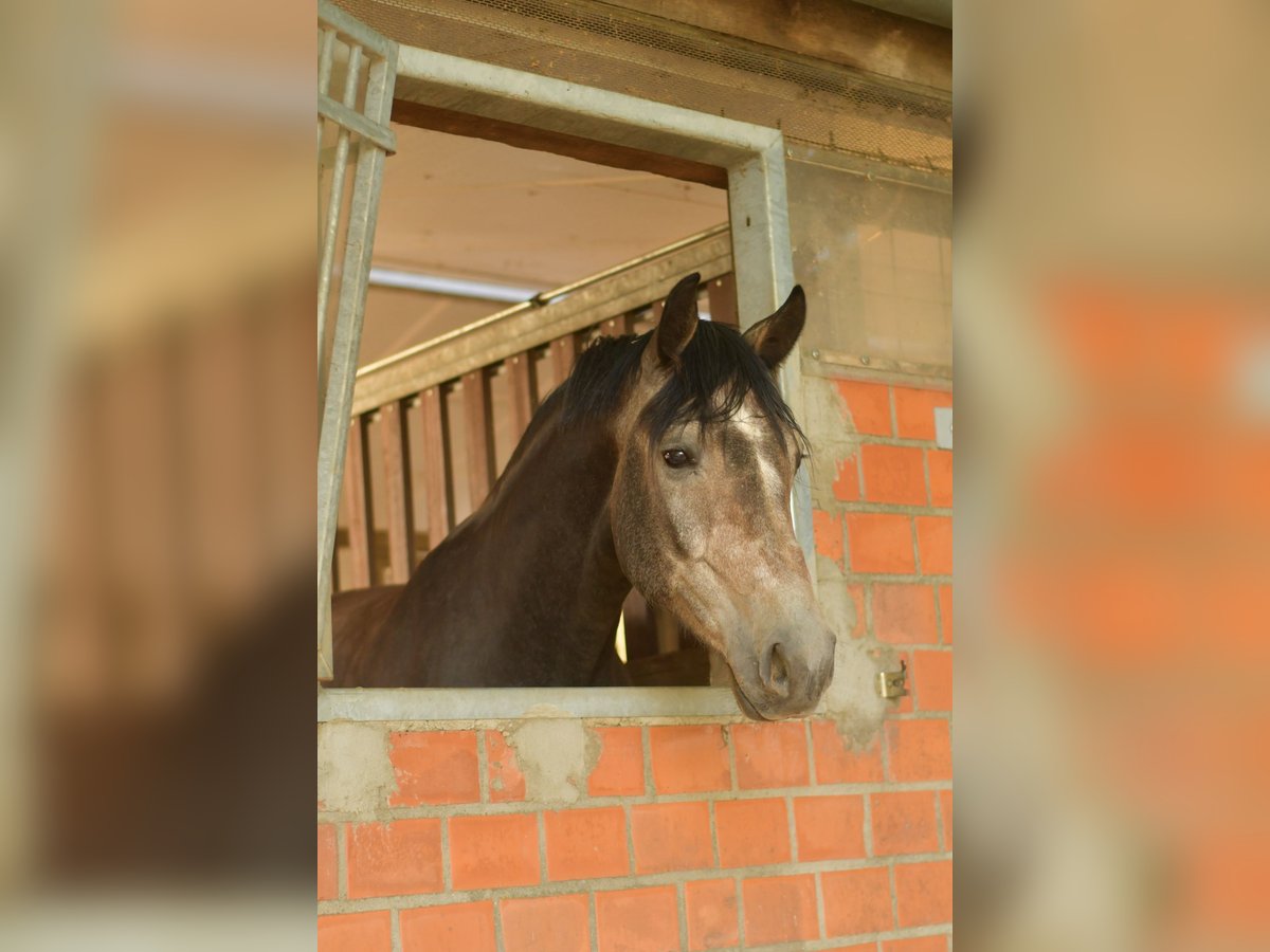 Deutsches Reitpferd Wallach 3 Jahre 167 cm Blauschimmel in H&#xFC;ckelhoven