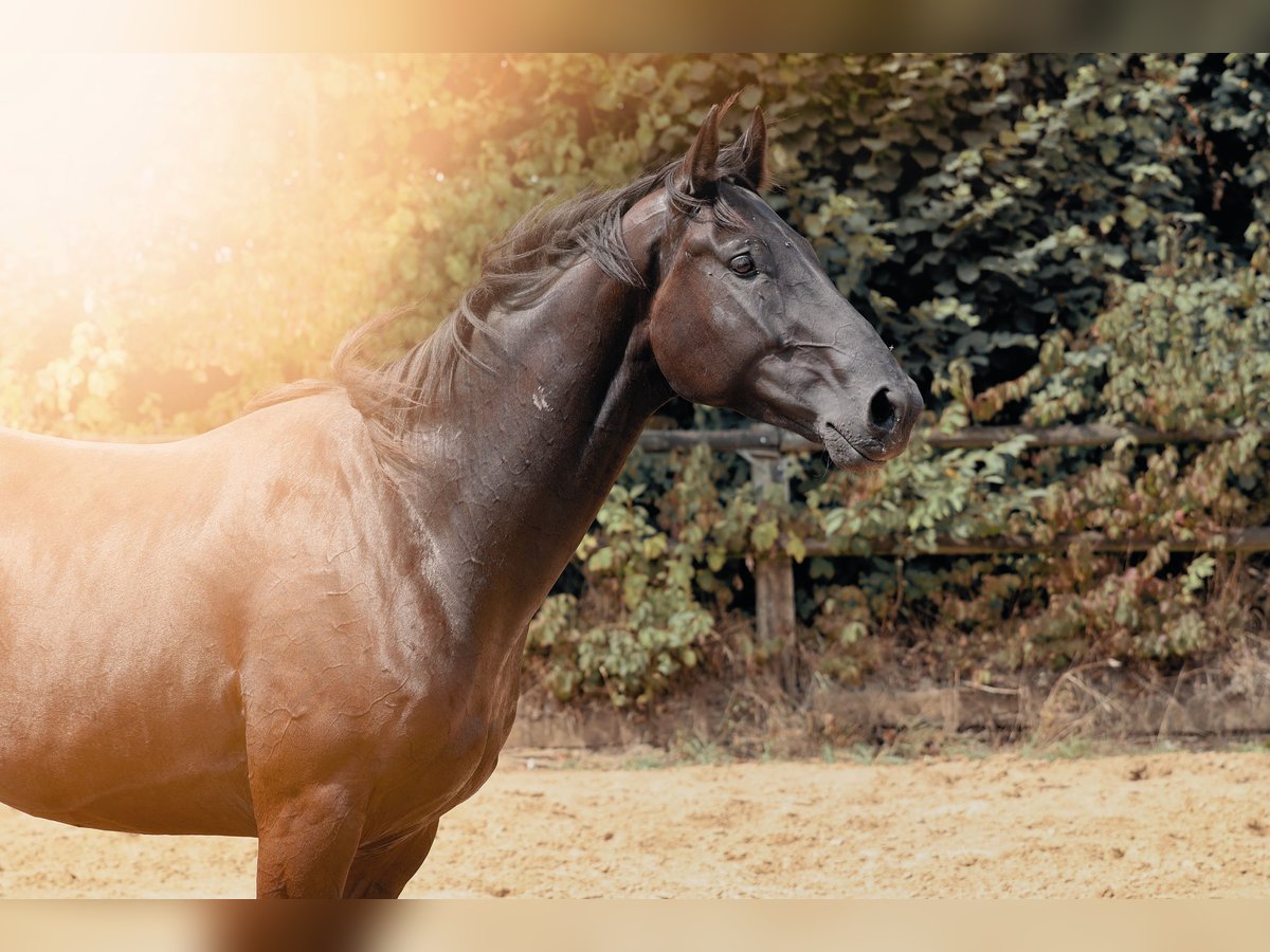 Deutsches Reitpferd Wallach 3 Jahre 167 cm Schwarzbrauner in Nottuln